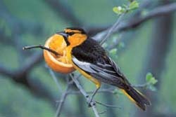 All About Birds - Bullock's Oriole Bullock's Oriole