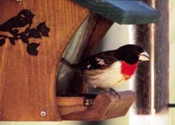 All About Birds - Rose-breasted Grosbeak Rose-breasted Grosbeak