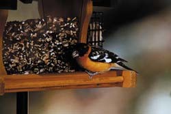 All About Birds - Black Headed Grosbeak Black Headed Grosbeak