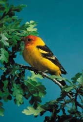 Western Tanager