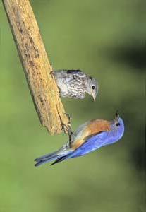 Bluebird