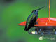 Anna's Hummingbird