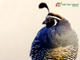 California Quail 
