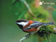 Chestnut-backed Chickadee 