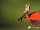 Rufous Hummingbird 
