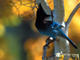 Steller's Jay 