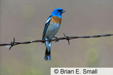 All About Birds - Lazuli Bunting Lazuli Bunting