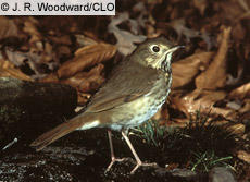 All About Birds - Hermit Thrush Hermit Thrush