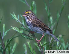 All About Birds - Savannah Sparrow Savannah Sparrow