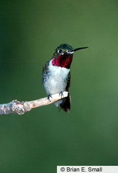 All About Birds - Broad-tailed Hummingbird Broad-tailed Hummingbird