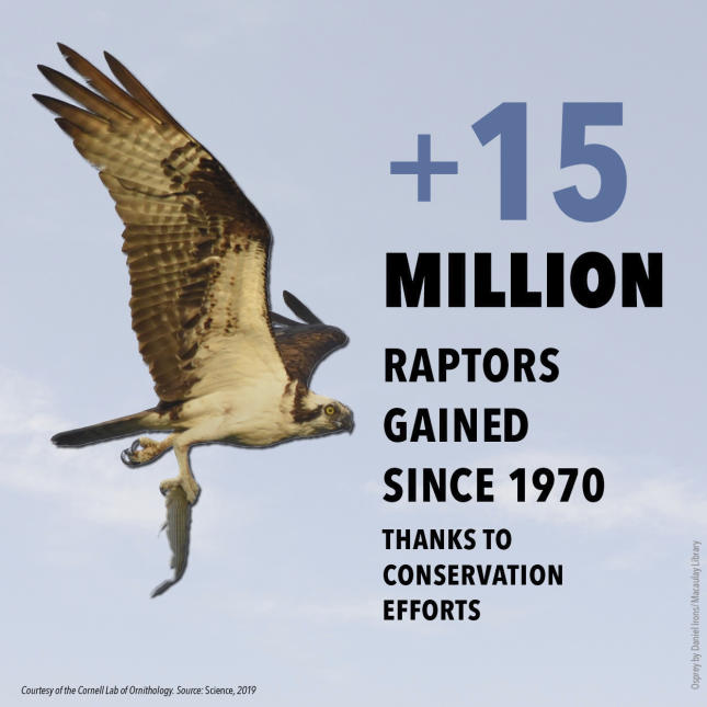 3 Billion Birds - Raptors