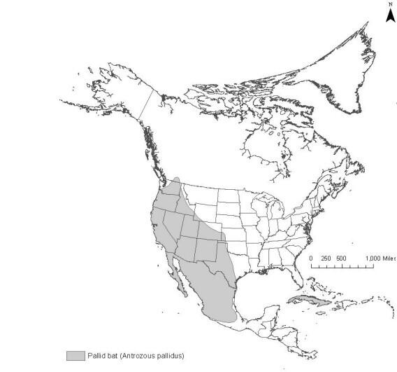 a range map for the Pallid Bat showing that they are found in the Rocky Mountains and west across the United States and almost all of Mexico.