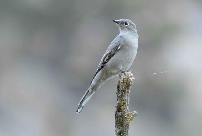 A Townsend&rsquo;s Solitaire with soft gray plumage, a white eye ring, and a long tail perches upright on a broken branch, looking up and to the left.