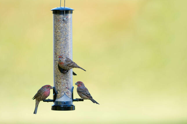 House Finches visit a Tube Feeder