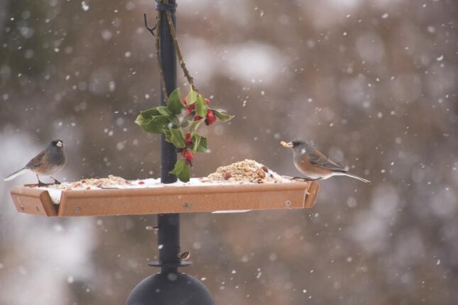 Dark-eyed Juncos visit a Platform feeder