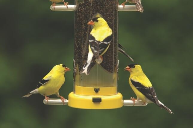 American Goldfinches on a Nyjer seed feeder