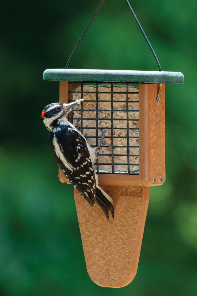 Hairy Woodpecker on a Suet feeder