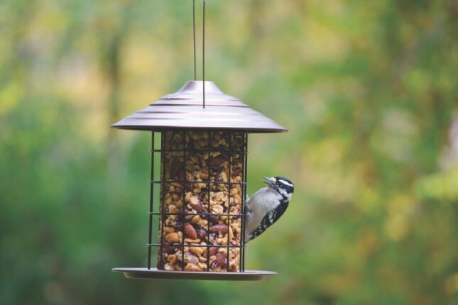 A Downy Woodpecker on a Cylinder feeder