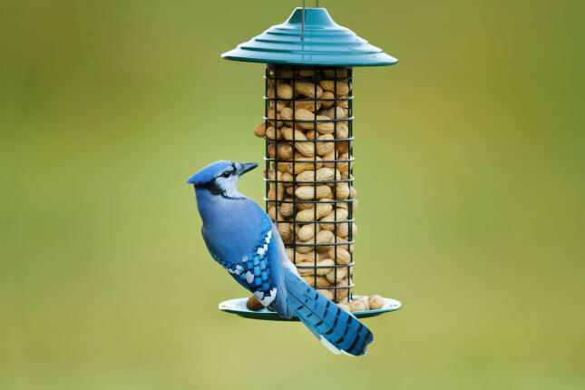 A Blue Jay visits a Peanut feeder