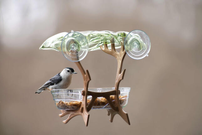 A White-breasted Nuthatch on a window feeder
