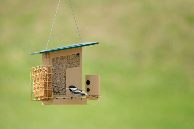 A Black-capped Chickadee on a Smart Camera Feeder