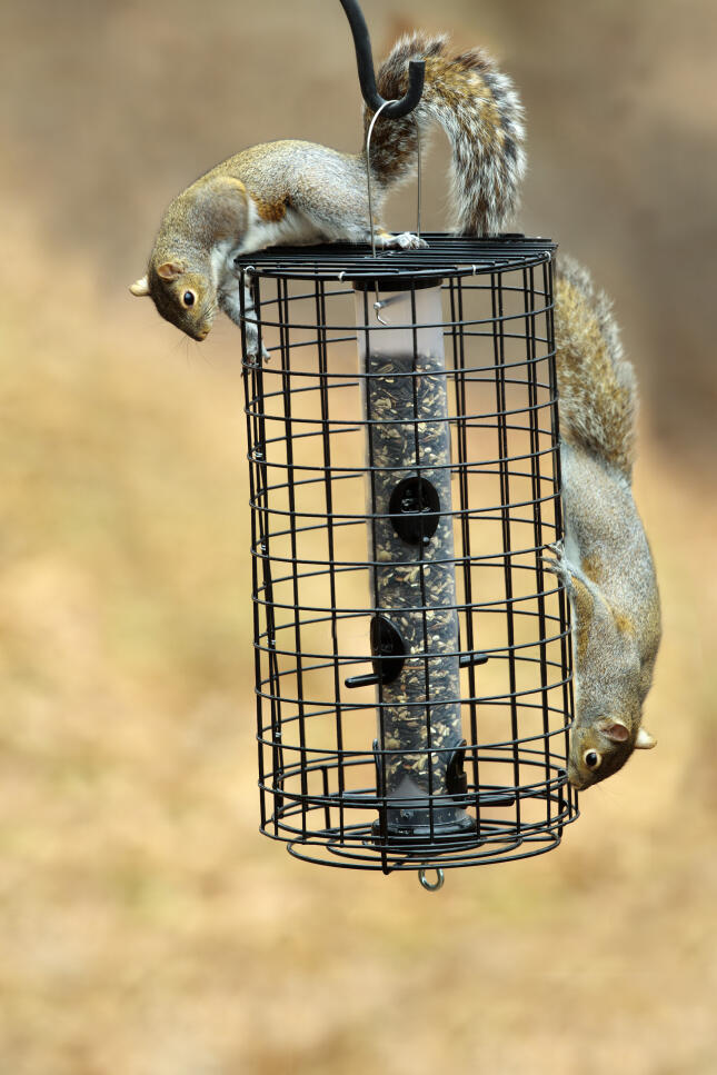 Squirrels are unable to reach the bird food inside a protective cage feeder.