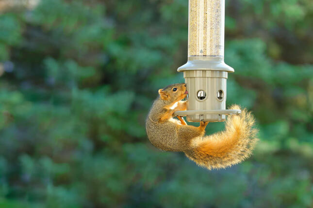 A Squirrel tires to get food out of a closed weight-sensitive feeder