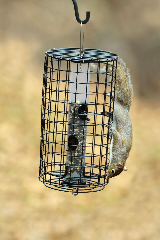 A Squirrel explores a caged feeder keeping them away from the food inside