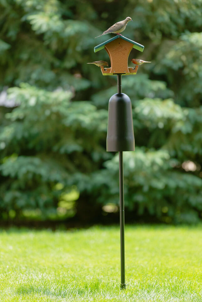 A Hopper Feeder sits on a Pole above a Squirrel Baffle