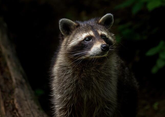 A Raccoon looks at the camera