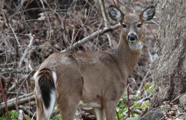 A White-tailed Deer looks back to the camera
