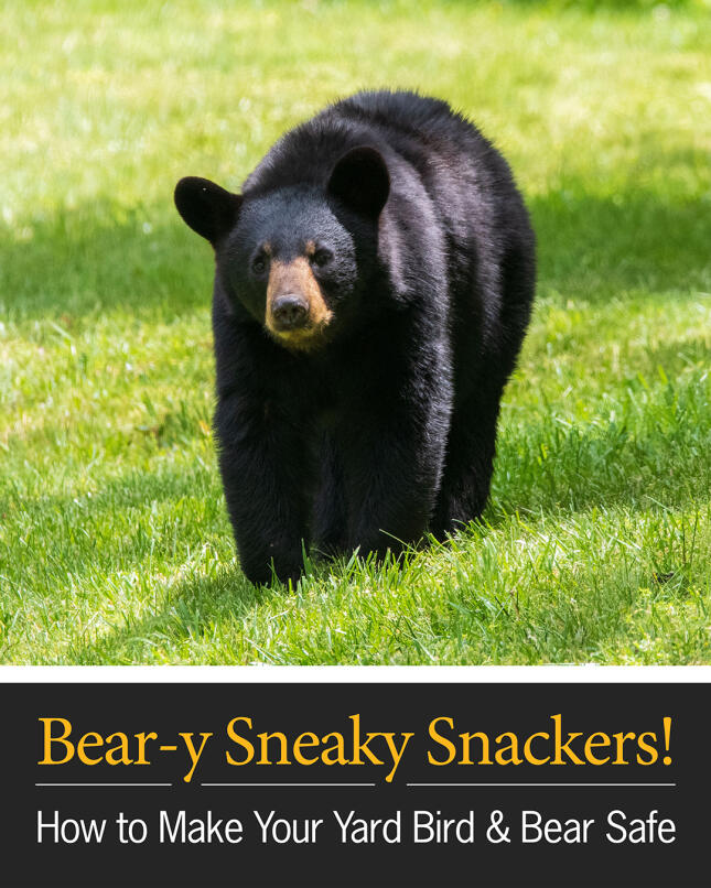A black bear walks across a sunny green lawn. Text below reads, &ldquo;Bear-y Sneaky Snackers! How to Make Your Yard Bird & Bear Safe