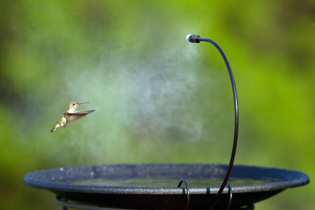hummingbird hovers beside a shallow bird bath as a curved mister sprays a fine cloud of water above the basin.