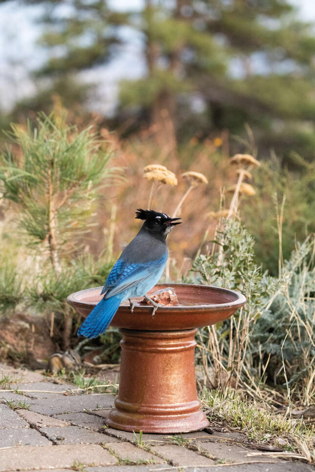 A blue and black Steller’s Jay perches with its beak open on the rim of a terracotta pedestal bird bath surrounded by pines and garden plants.