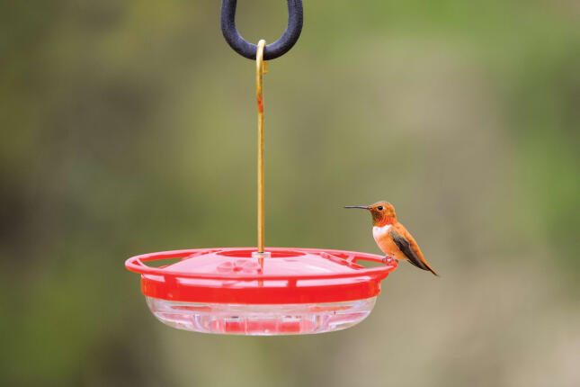A male Rufous Hummingbird perches on the rim of a red saucer-style hummingbird feeder against a softly blurred green background.