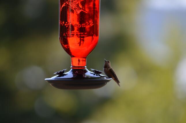 A hummingbird perches beside the feeding ports of a hanging red glass hummingbird feeder against a softly blurred outdoor background.