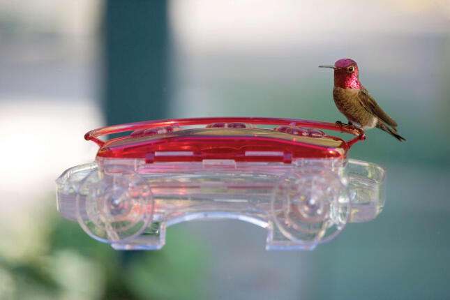 A male Anna’s Hummingbird with a bright magenta head and throat perches on the red rim of a clear, window-mounted hummingbird feeder.