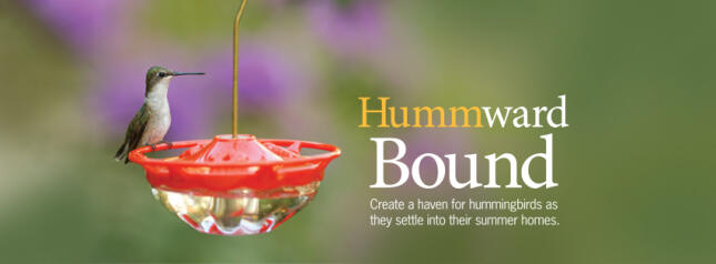 A hummingbird perches on a red saucer feeder beside the words, “Hummward Bound: Create a haven for hummingbirds as they settle into their summer homes.”