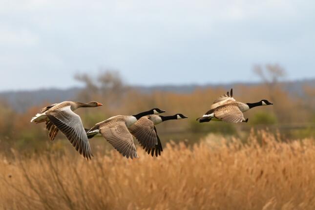 Three Canada geese and one graylag goose flying low over a golden wetland.