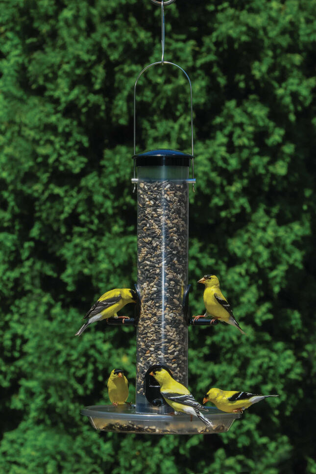 Five American Goldfinches feeding from a hanging tube feeder filled with mixed bird seed.