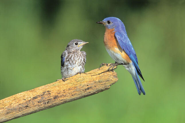 Adult male Eastern Bluebird and a gray, spotted fledgling perched together on a weathered branch against a soft green background.