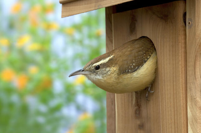 Carolina Wren peeking out of the entrance hole of a wooden birdhouse, with softly blurred flowers in the background.