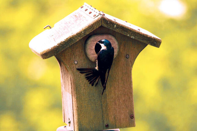 Tree Swallow clinging to the entrance of a weathered wooden birdhouse against a softly blurred green background.