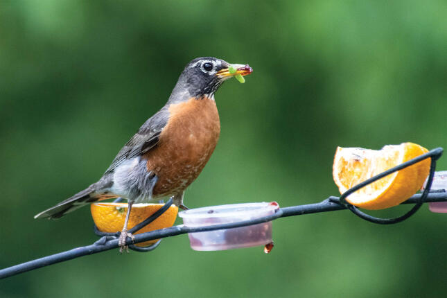 American Robin holding a caterpillar in its bill while perched beside orange halves and a cup of jelly on a fruit feeder.