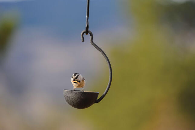 Mountain Chickadee holding a mealworm while perched on a small hanging cup feeder.