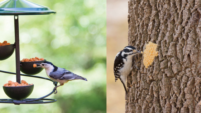 White-breasted Nuthatch taking a Bark Butter Bit from a feeder beside a Downy Woodpecker eating Bark Butter spread on tree bark.