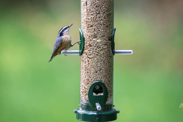 Red-breasted Nuthatch perched on a tube feeder filled with shelled bird seed.