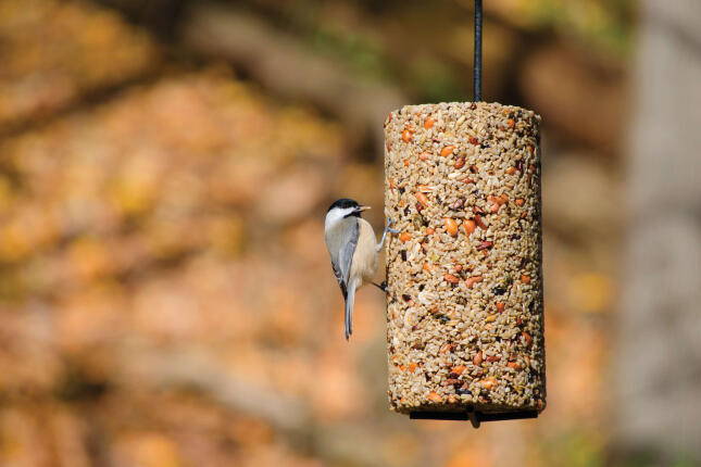 Black-capped Chickadee clinging to a hanging seed cylinder feeder.