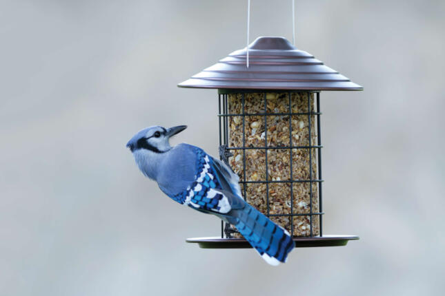 Blue Jay perched on a hanging feeder filled with a seed cylinder.