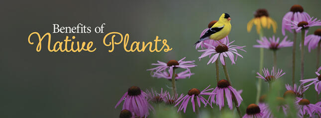 American Goldfinch perched on purple coneflowers beside the words “Benefits of Native Plants.”